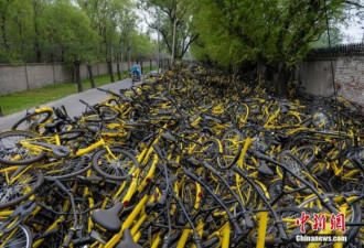 共享单车与国情不符？看看北京的“惨案”现场