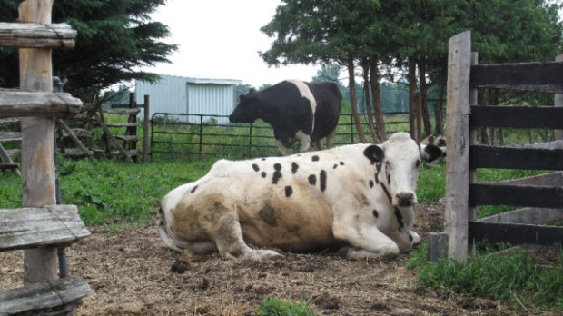 Cows