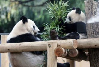 马来西亚人强烈不满 要求提前送熊猫回中国