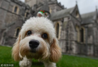 教堂举办狗狗圣礼仪式 主人携汪亮相为病犬募捐