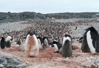 南极有史上最大规模的粪便，太空里都看得见！