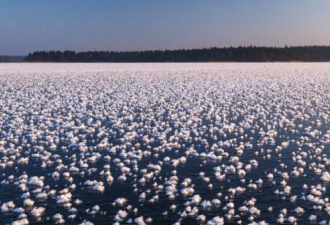 几十年一遇 俄罗斯湖面开出朵朵冰花