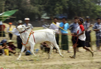 缅甸举行传统牛车比赛 “飙车”画面惊险刺激