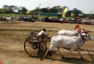 缅甸举行传统牛车比赛 “飙车”画面惊险刺激