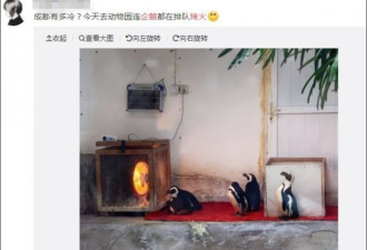动物园的企鹅都要排队烤火？网友：比南极还冷