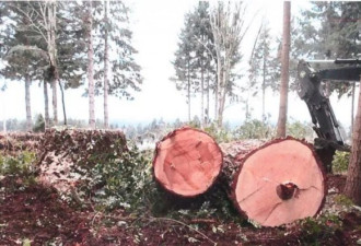 业主手欠砍掉比加国还老的树，结果很惨