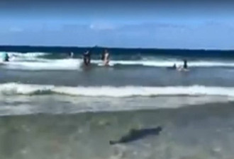新州海滩惊现鲨鱼！就在岸边上 围观群众被吓哭