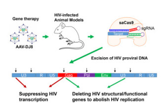 华人科学家用基因编辑剔除鼠中人类艾滋病毒