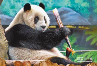 两岸关系不好 台大熊猫赴陆“找对象”遭拒？