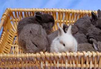 复活节后，兔子救援组织准备接收遭遗弃小兔