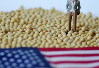 孟晚舟案疑只瞄准加国，北京示好美国强购大豆