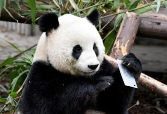 成都大熊猫竟在玩菜刀 把游客吓坏了忙呼叫保安