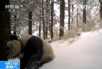 放归野外大熊猫“张想”被拍到 野性十足