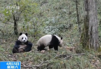 放归野外大熊猫“张想”被拍到 野性十足