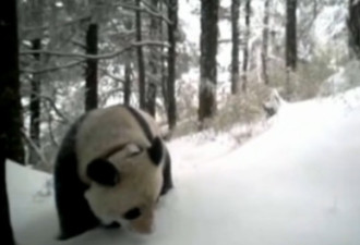 中国首只放归野外雌性大熊猫被拍到