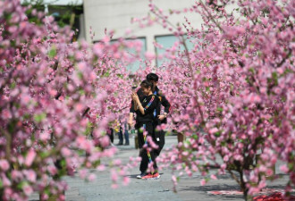 成都闹市现“十里桃花”:全是塑料造的