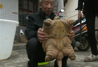 浏阳一村民捡到19斤乌龟 专家建议“吃掉”