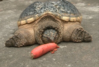 浏阳一村民捡到19斤乌龟 专家建议“吃掉”