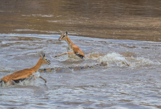 惊人一幕：肯尼亚巨鳄水中霸气猎食两羚羊