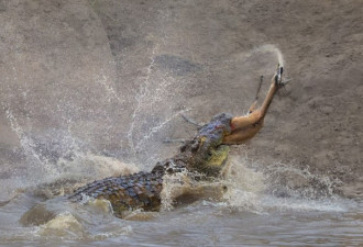 惊人一幕：肯尼亚巨鳄水中霸气猎食两羚羊