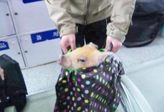 女子带宠物猪乘火车被拦：它是我孩子 凭啥不让