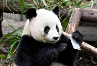 大熊猫玩饲养员遗忘的菜刀 繁育研究基地回应
