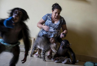 生物学家抚养黑猩猩幼崽:家具电器大部分被毁