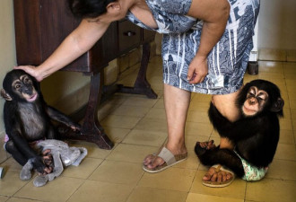 生物学家抚养黑猩猩幼崽:家具电器大部分被毁