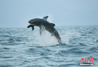 大白鲨也会“飞”：跃出海面1.5米捕食海豹