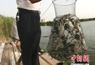 禁止生产性捕捞!这种鱼产量下降每斤售价曾过万