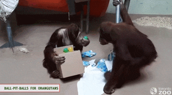 多伦多动物园为小动物们送上圣诞大礼竟是...