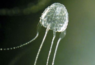 世界最毒水母在昆州海域频繁出没 20人被蜇伤