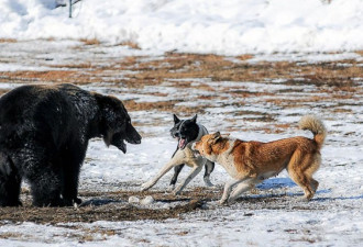 俄捕猎俱乐部绑起棕熊任由猎犬围攻 血腥残忍