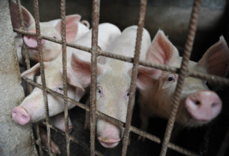 中国公司紧急通知：民众千万不要吃猪肉