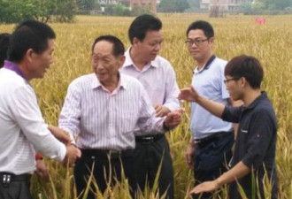 袁隆平超级稻最新进展:17吨/公顷有九成把握