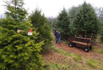 加国环保专家：圣诞树别急丢 可以在后院堆肥