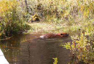 为什么说河狸 Beaver是加拿大的国宝？