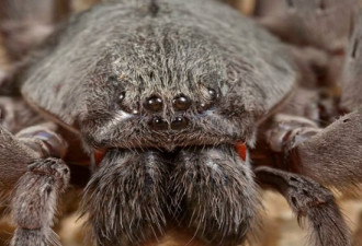 墨西哥发现新型巨型蜘蛛：有4对眼睛2根獠牙