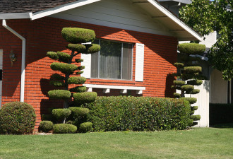 养花种草系列93：造型剪树 Topiary