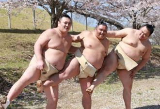 日本相扑手樱花树下拍妩媚写真 巨可爱