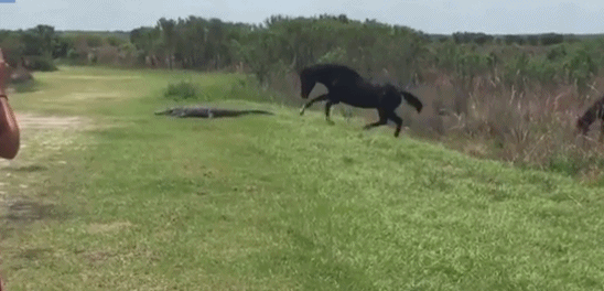 躺着也中招：佛罗里达州野马突然攻击短吻鳄