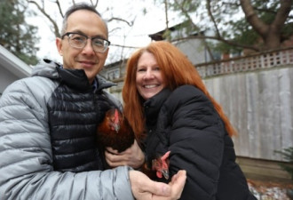 华裔夫妇后院养鸡乐融融 爱鸡如宝每天捡2鲜蛋