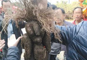 男子集市上吆喝“人形何首乌” 原来是个树根