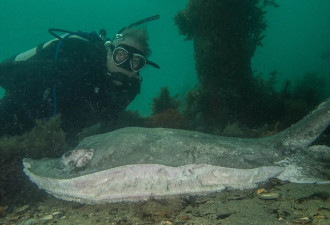 澳洲500斤重黄貂鱼被残忍切除胸鳍尾刺抛尸海底