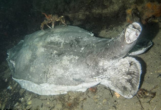 澳洲500斤重黄貂鱼被残忍切除胸鳍尾刺抛尸海底