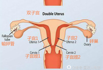 她有两个子宫 被诊断不孕不育 却奇迹怀孕