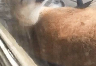 美洲狮闯到自家阳台上 ?惊魂一刻，毛骨悚然！
