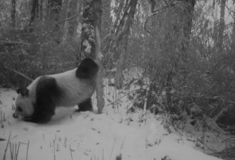卧龙野生大熊猫进入发情期 多次被拍到