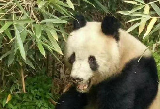 圈养大熊猫首次与野生大熊猫自然交配 持续90秒