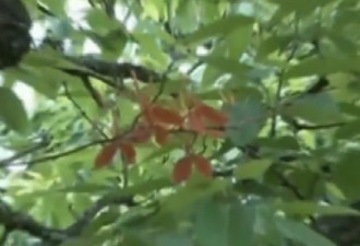 云南发现植物中的“熊猫”火焰兰现存不到10株
